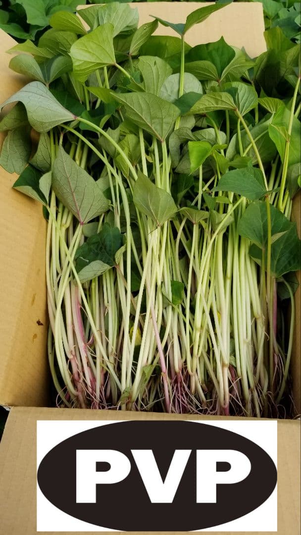 きたのもり様2000本5月30日発送分茨城県産紅はるかさつまいも苗ウイルスフリー