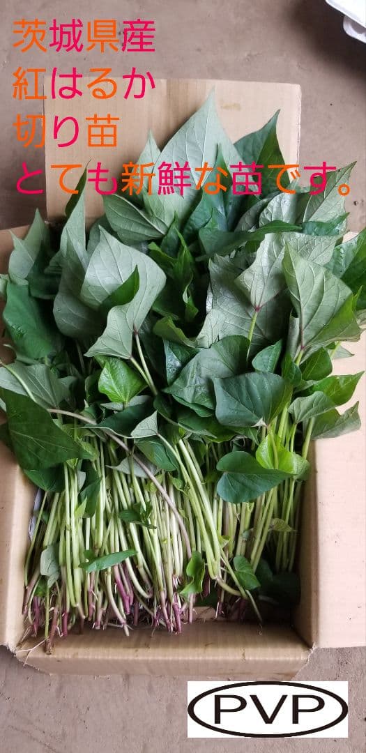 きたのもり様2000本5月30日発送分茨城県産紅はるかさつまいも苗ウイルスフリー