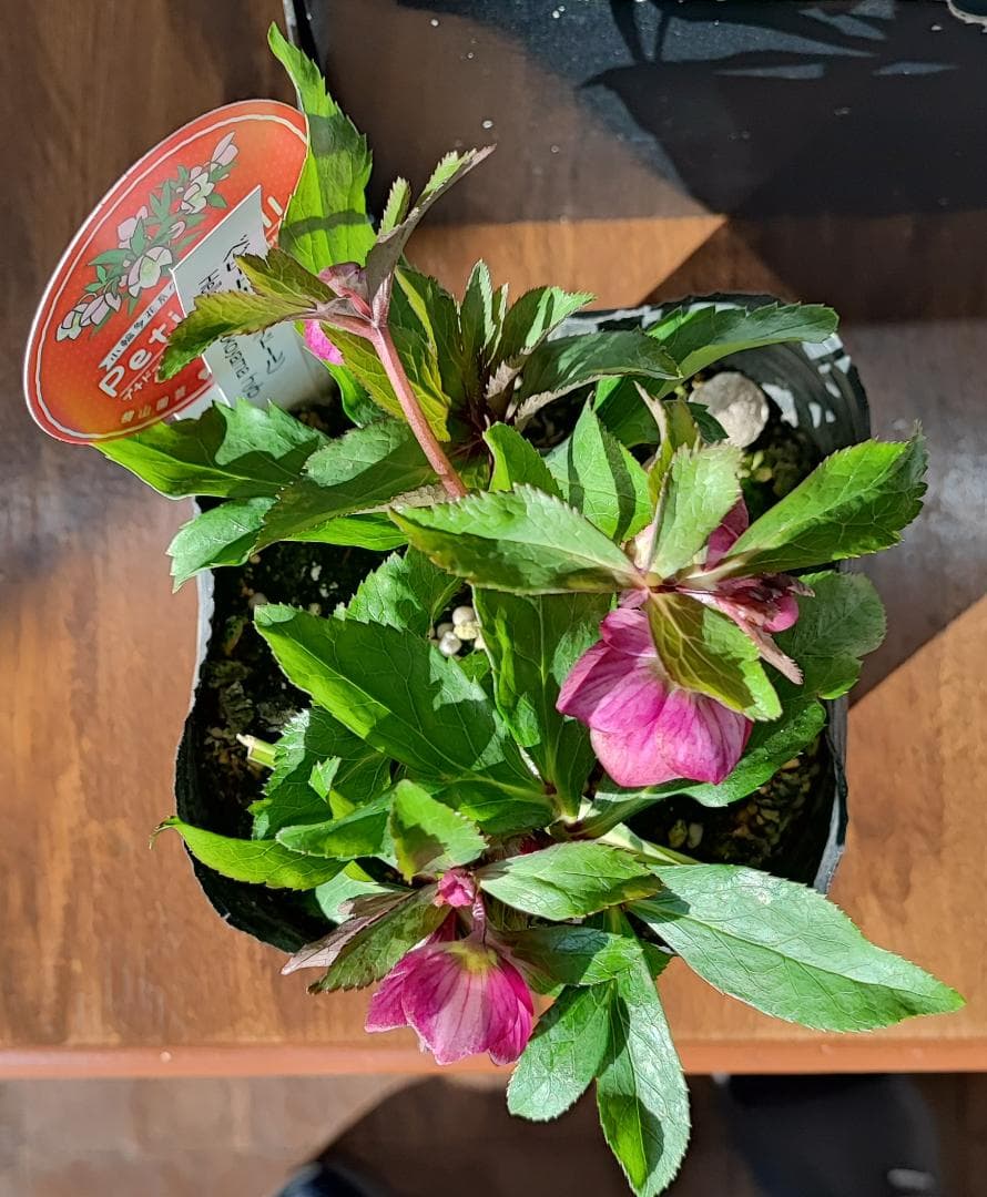 ベビードール★濃赤★クリスマスローズ★開花株★横山園芸