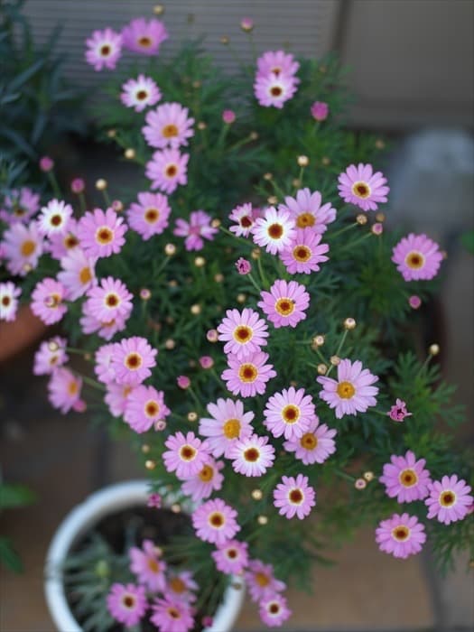 レンズ(単焦点) HASSELBLAD SUPER-EBC-FUJINON 80mm F2.8