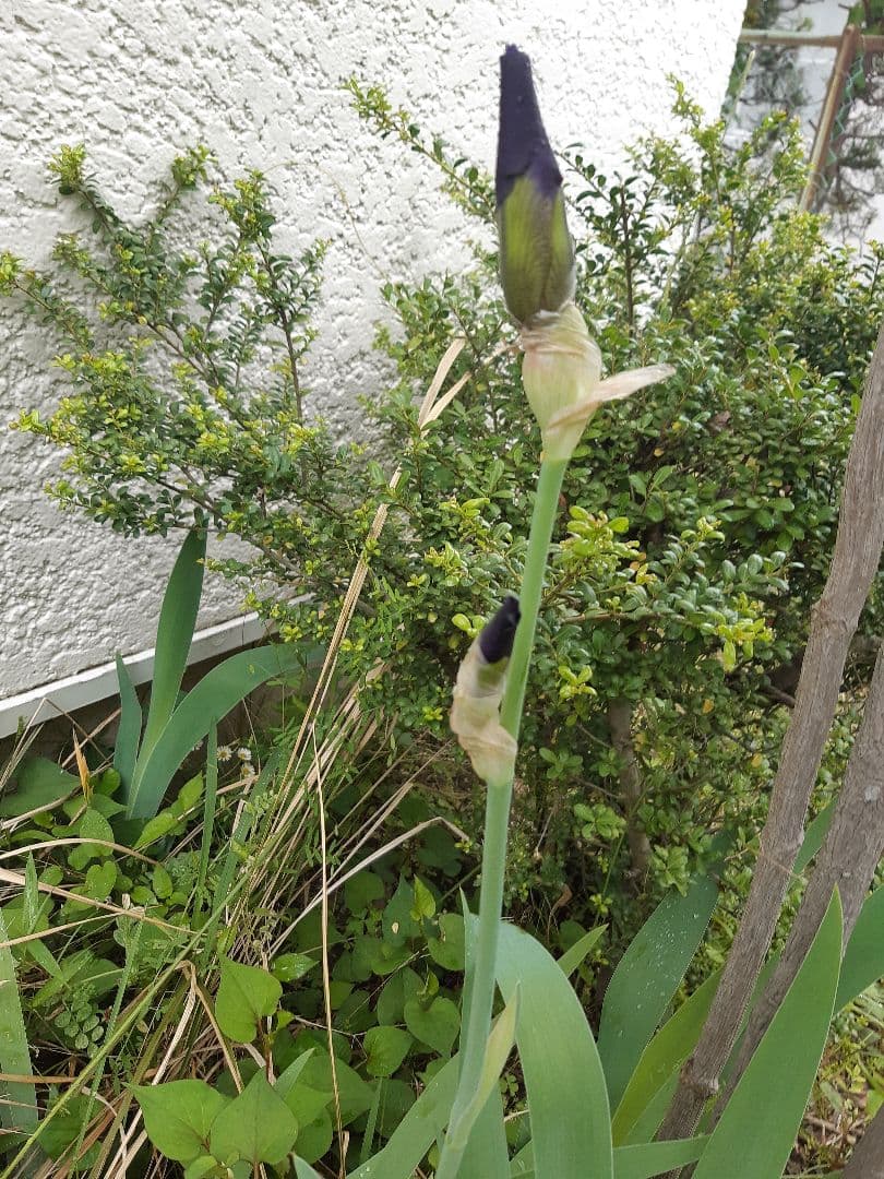 未使用　裏千家の丸棚　福井河田塗　組み立て式ではない