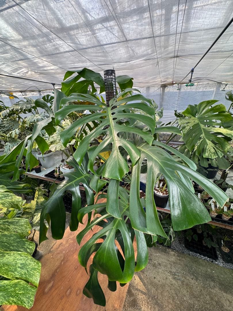 モンステラ　オリジナル　ブラジリアンフォーム　巨大株