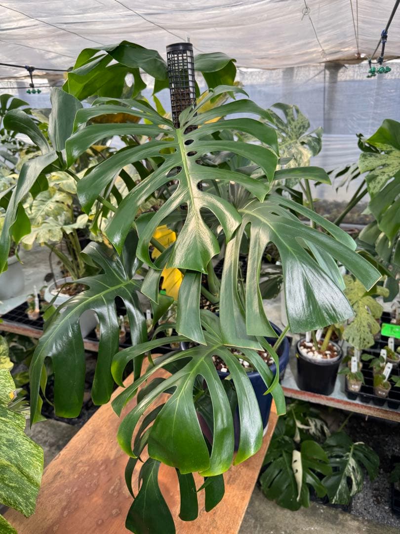 モンステラ　オリジナル　ブラジリアンフォーム　巨大株