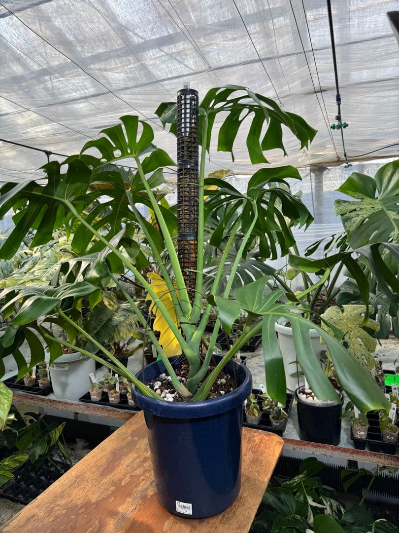 モンステラ　オリジナル　ブラジリアンフォーム　巨大株