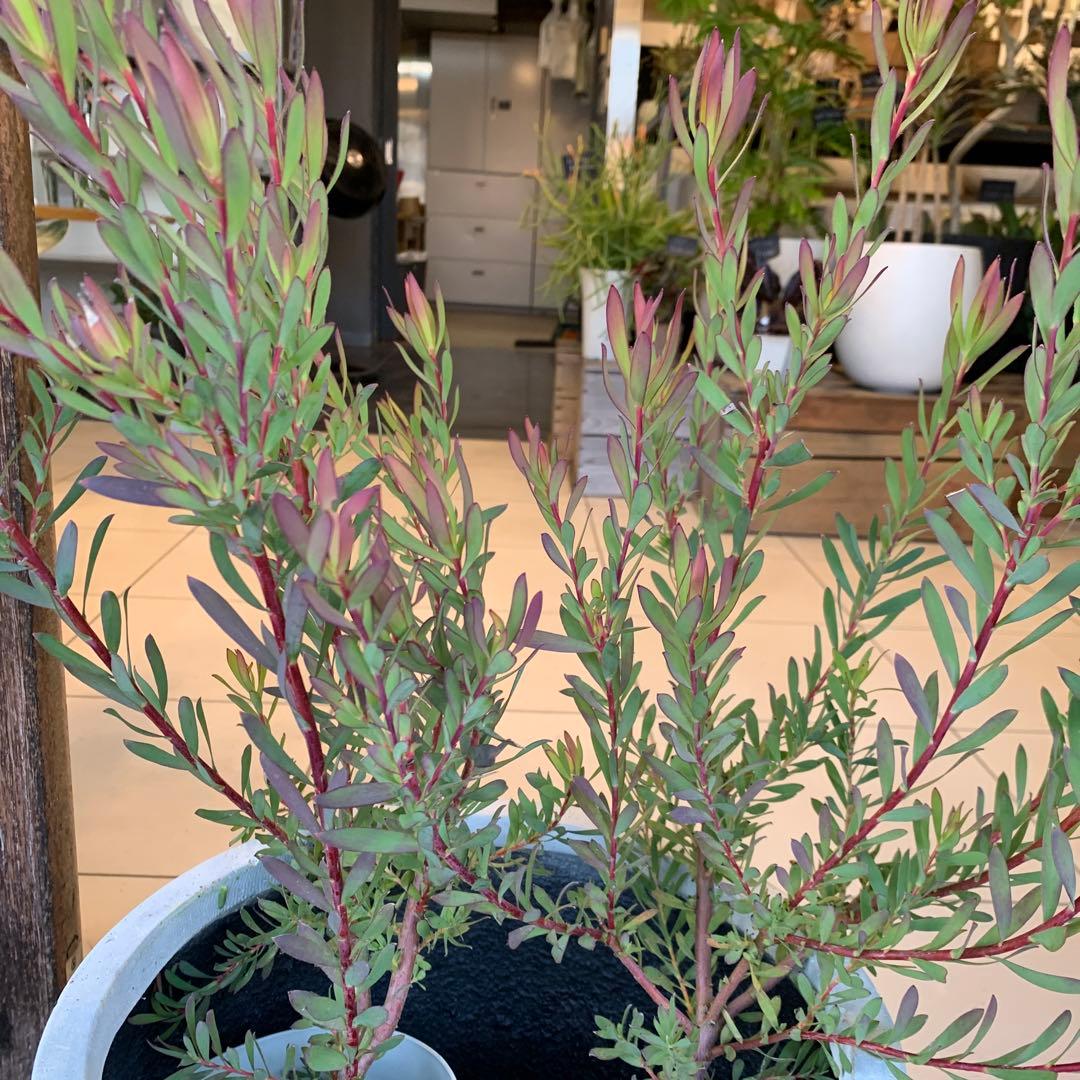 リューカデンドロン エイミー ファイバー鉢