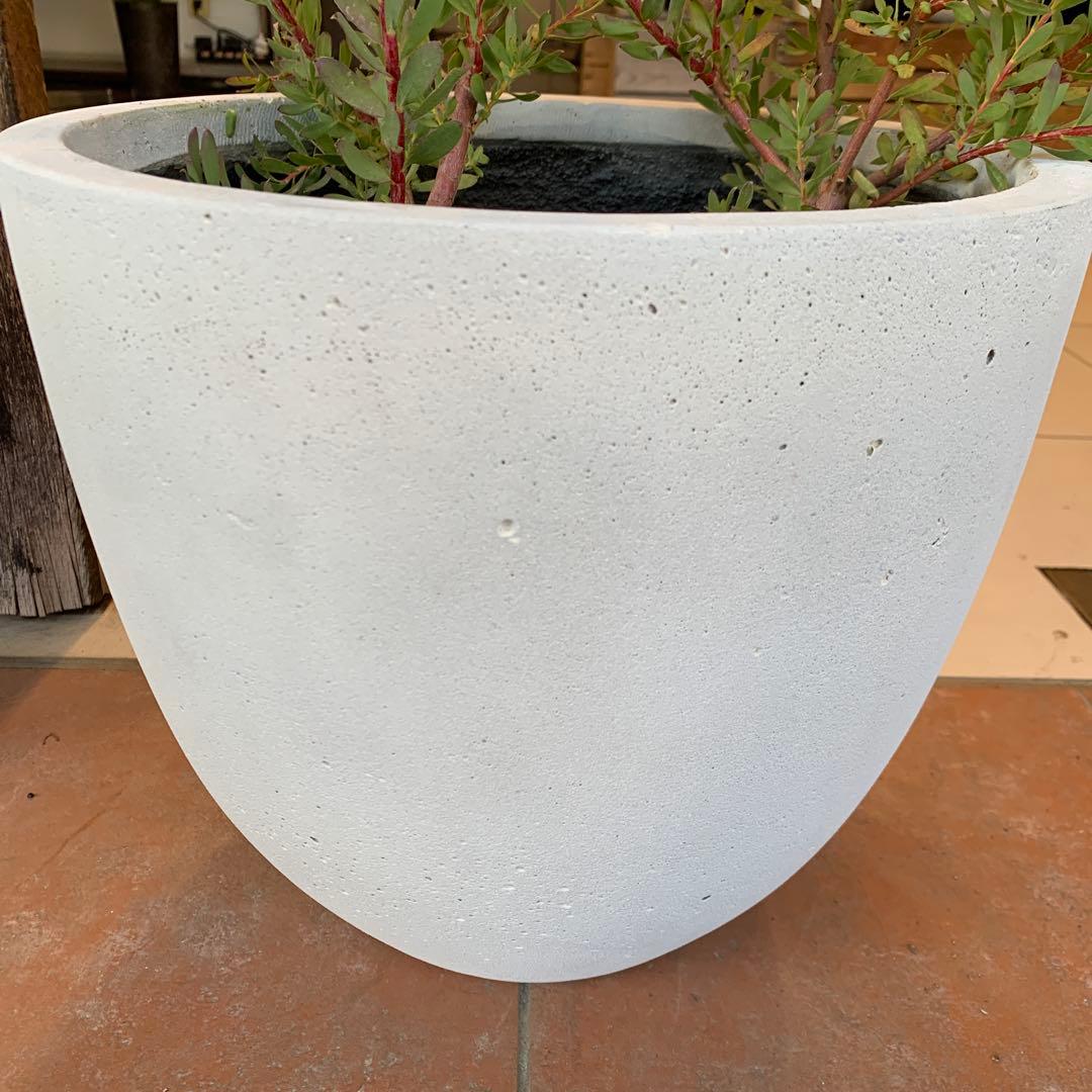 リューカデンドロン エイミー ファイバー鉢