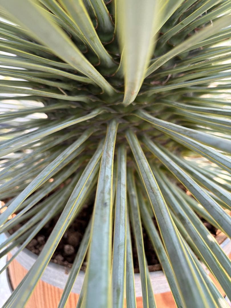 【引取り限定】ロストラータ　愛知県　ユッカ 大きめ 観葉植物