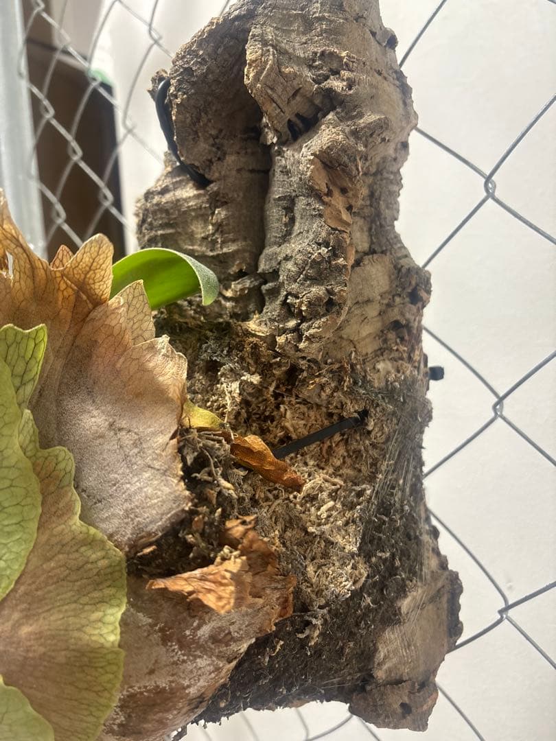 ビカクシダ AKKI 親株