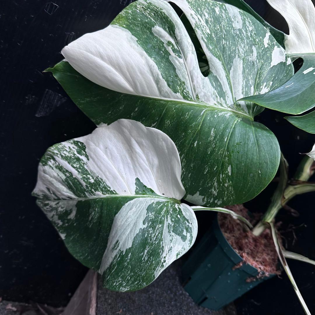斑入りモンステラ ホワイトタイガー極美大株54cm白斑多