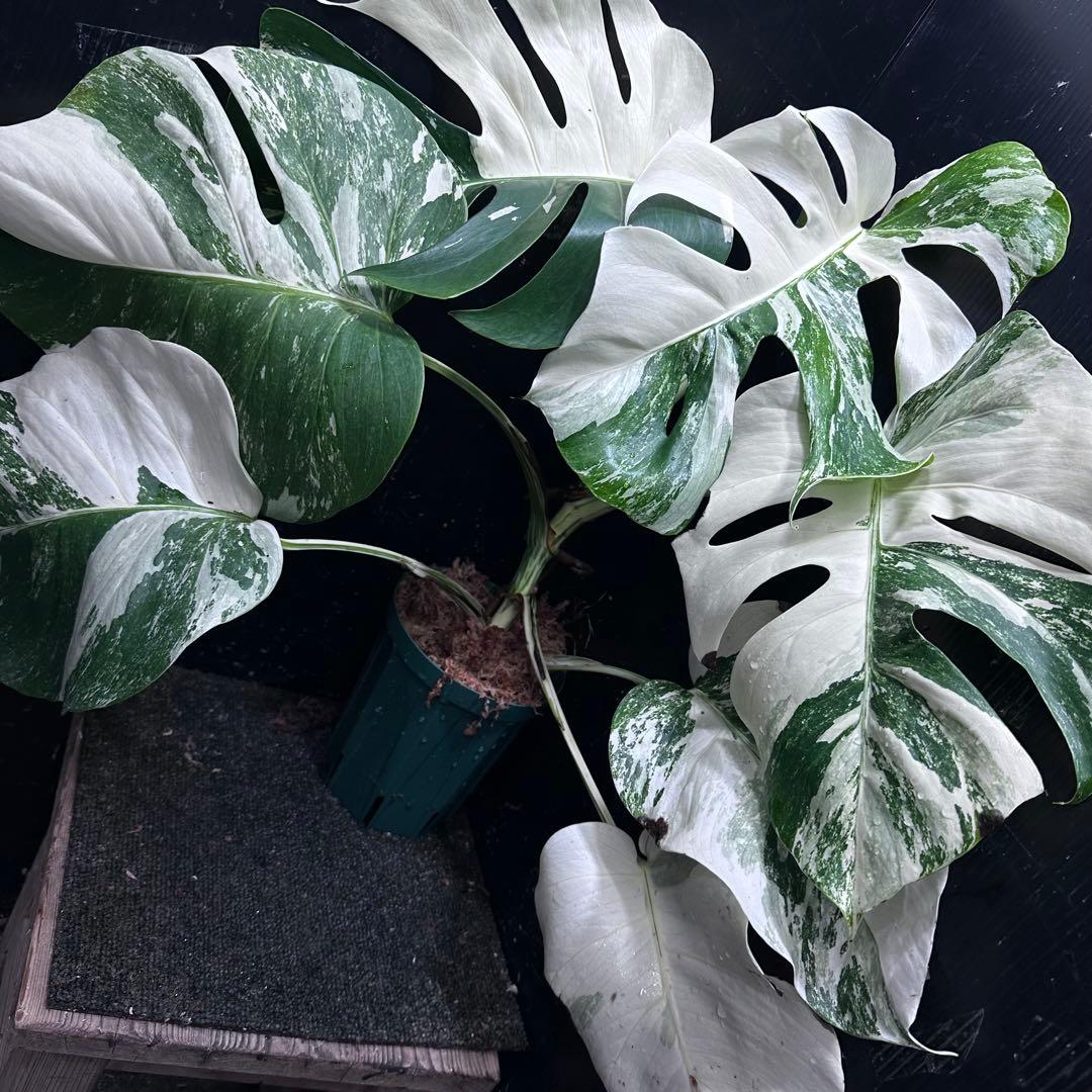 斑入りモンステラ ホワイトタイガー極美大株54cm白斑多