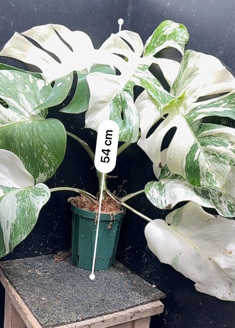 斑入りモンステラ ホワイトタイガー極美大株54cm白斑多