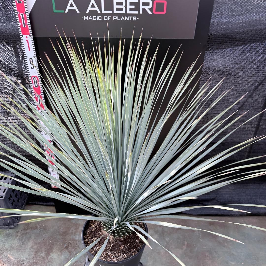 k*u様 【AL1186】ユッカ　ロストラータ　ランチョブルー