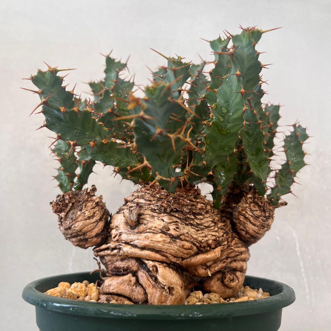 ユーフォルビア　クラビゲラ　現地球　Euphorbia clavigera 美株