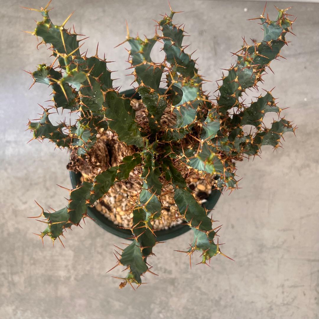ユーフォルビア　クラビゲラ　現地球　Euphorbia clavigera 美株