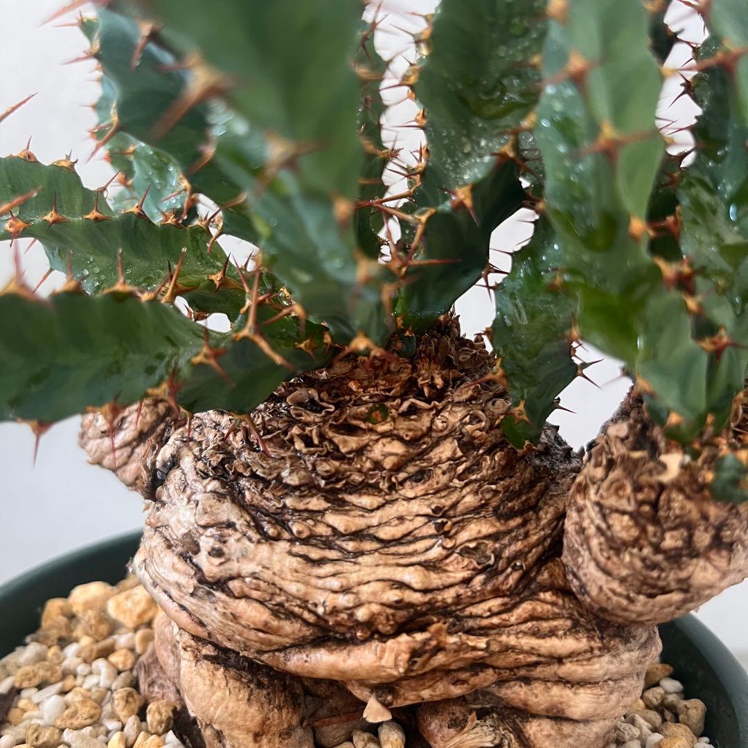 ユーフォルビア　クラビゲラ　現地球　Euphorbia clavigera 美株