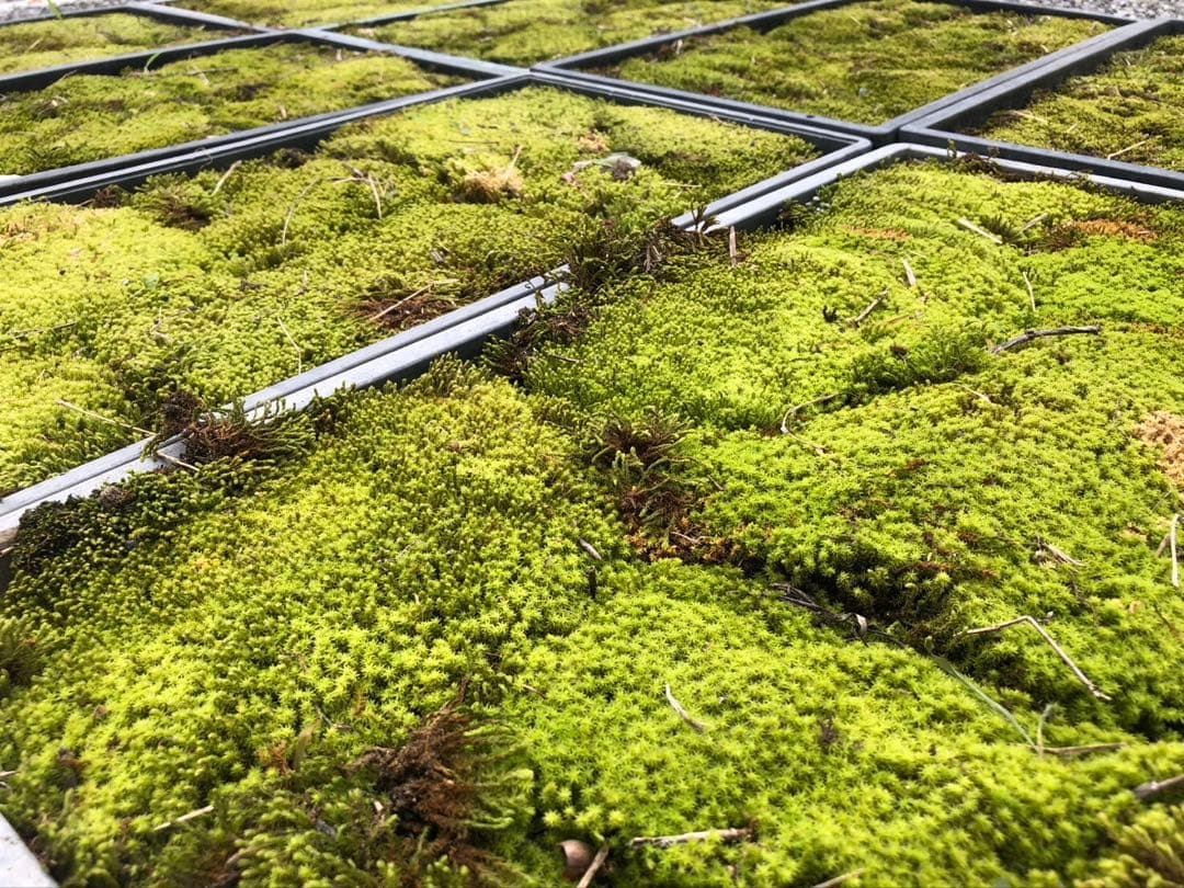 スナゴケ　砂苔　10枚 11,000円　送料込み　天然 40㎝✖︎30㎝