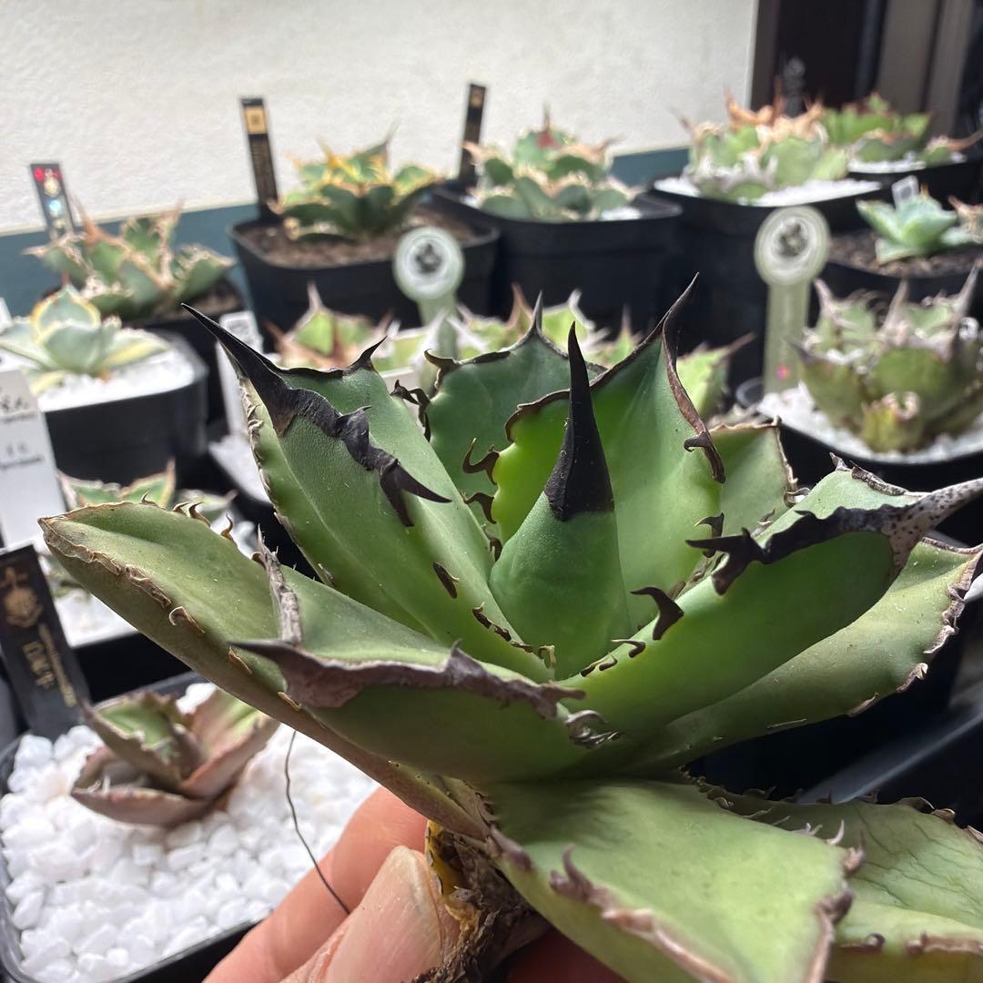 小型アガベ キングアーサー040