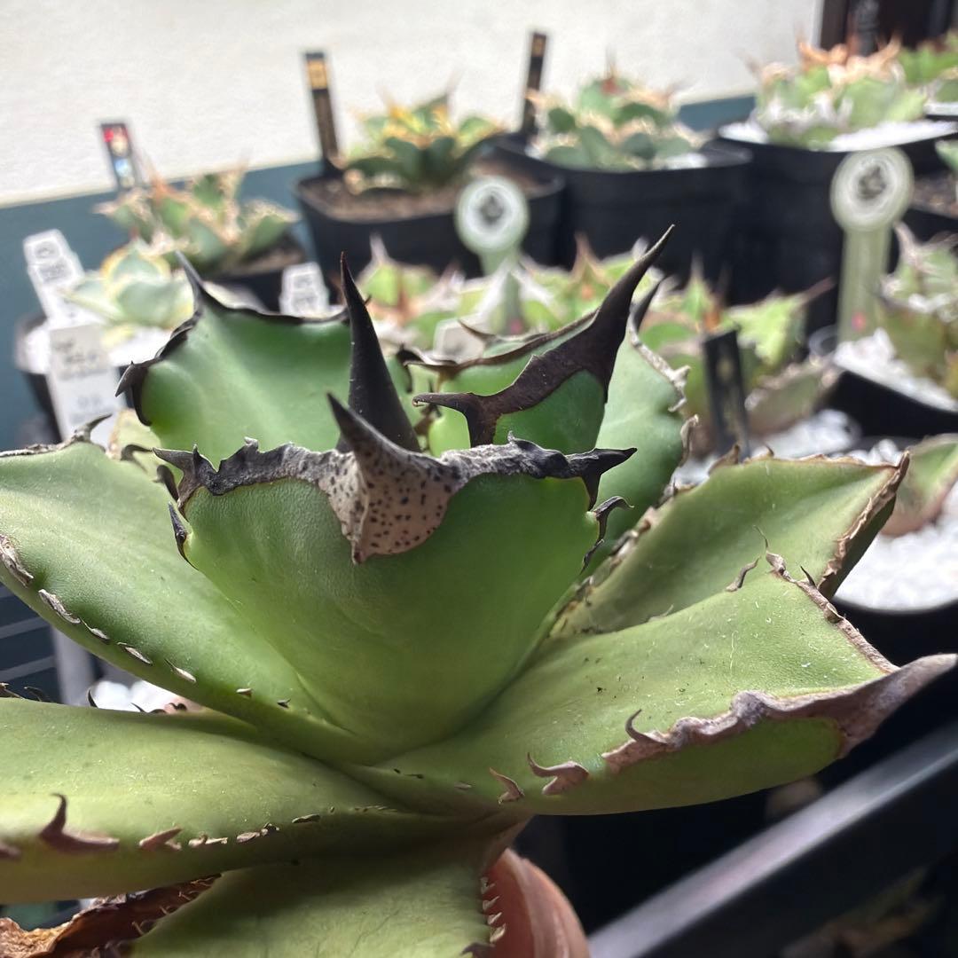 小型アガベ キングアーサー040