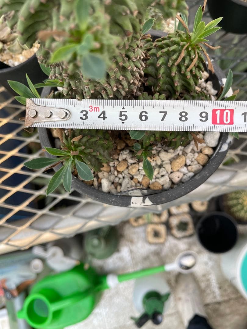 ユーフォルビア 安曇野鉄甲 親株 仔株14株 5号ブラックポットマーブル