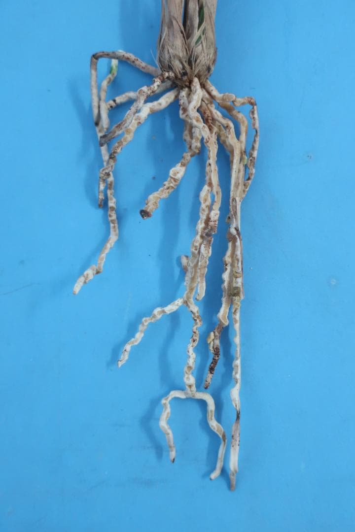 寒蘭-26022-2HL　51　大観望×力王