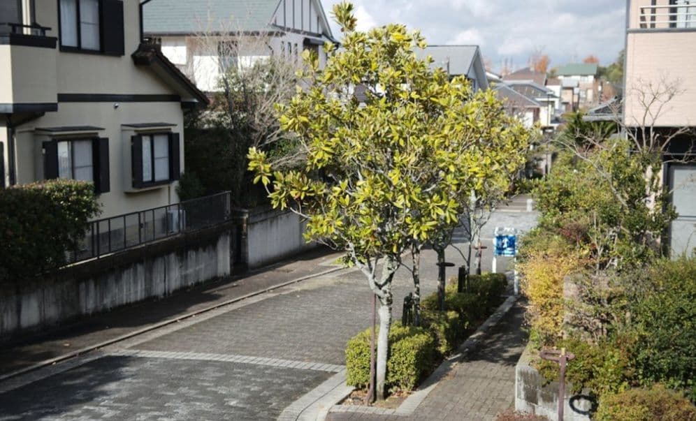 新品　未使用　XENON-EMERALD 50mm F2.2