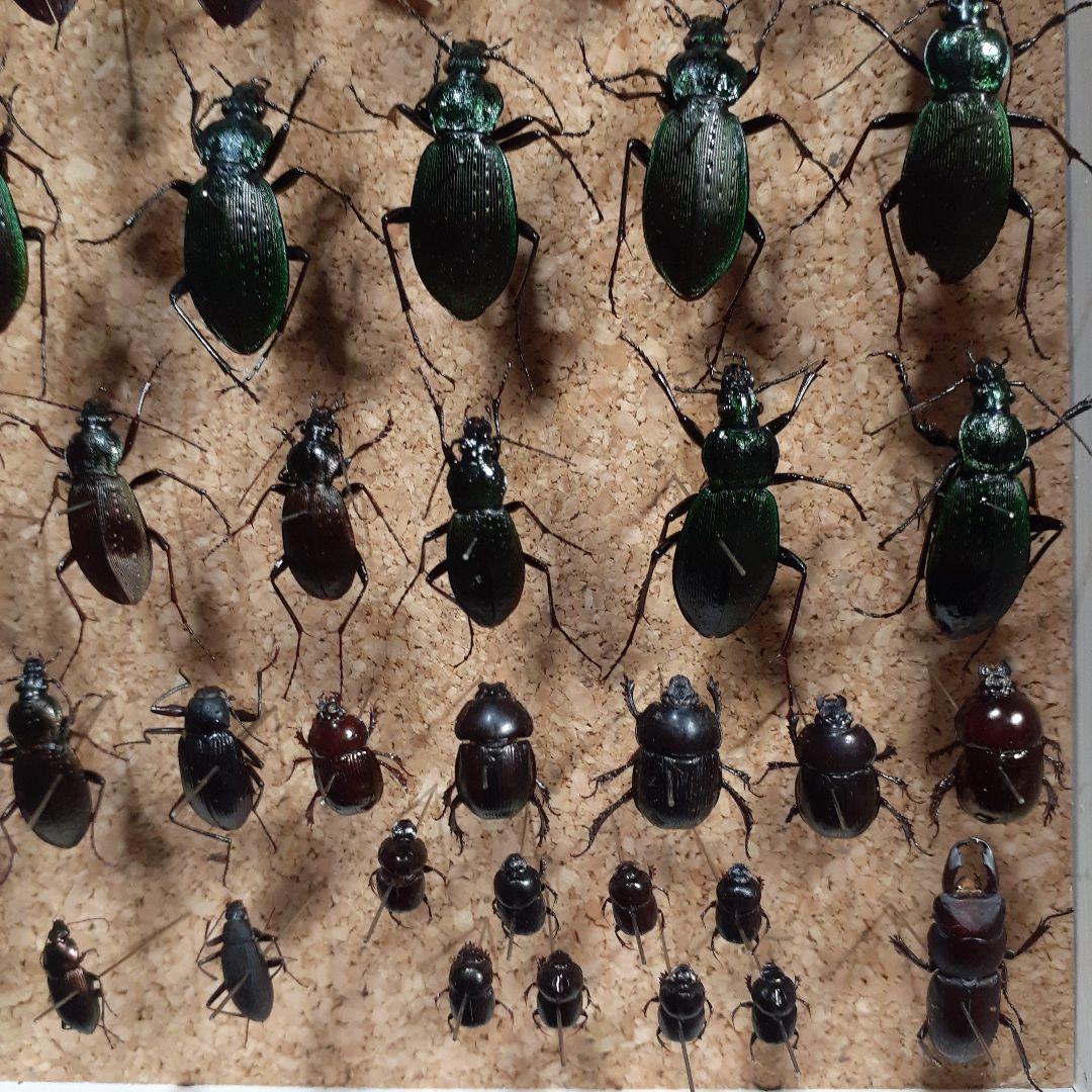 甲虫標本　カミキリムシ、オサムシほか66頭。大型ドイツ標本箱入り