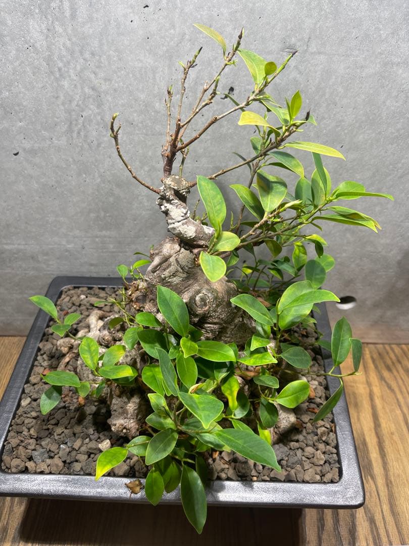 ガジュマル盆栽　特大　イボ肌