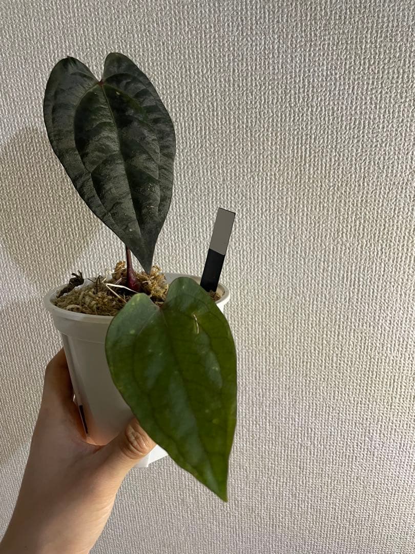 Anthurium Ace of Spades脇芽