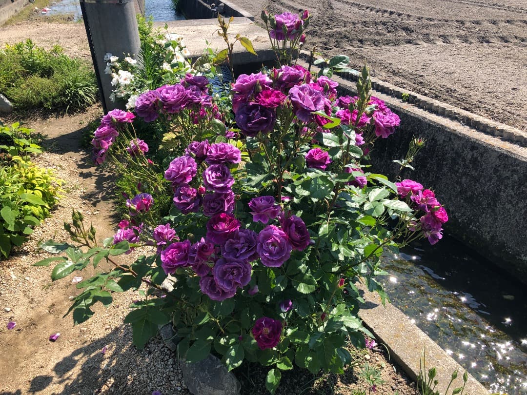 ♡12/16まで【バラ「超」大苗】ミステリューズ　仏ドリュ社