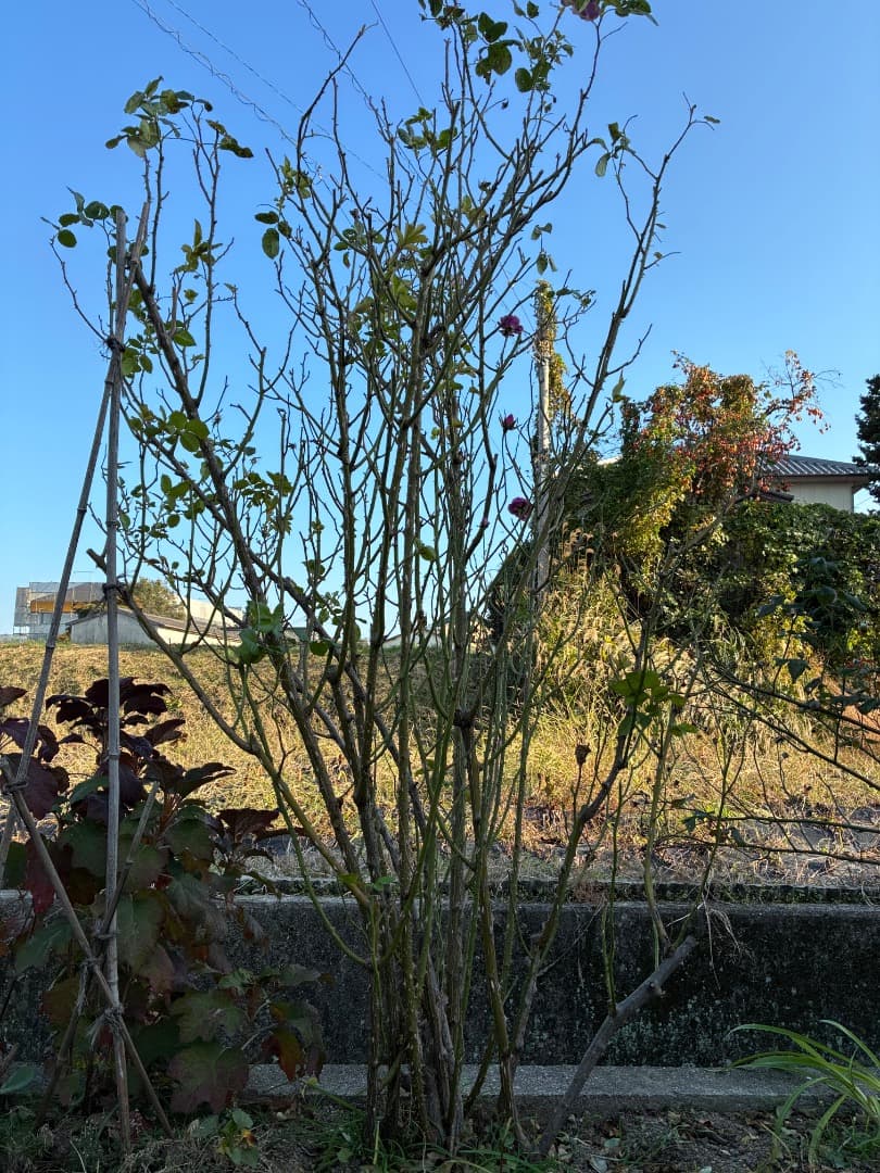 ♡12/16まで【バラ「超」大苗】ミステリューズ　仏ドリュ社