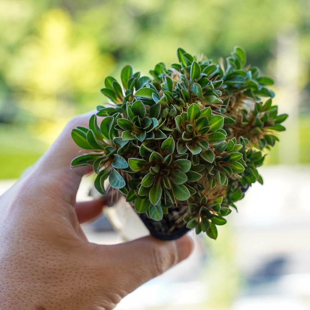 綴化 ユーフォルビア ギラウミニアナ 鉢ごと発送 実生株