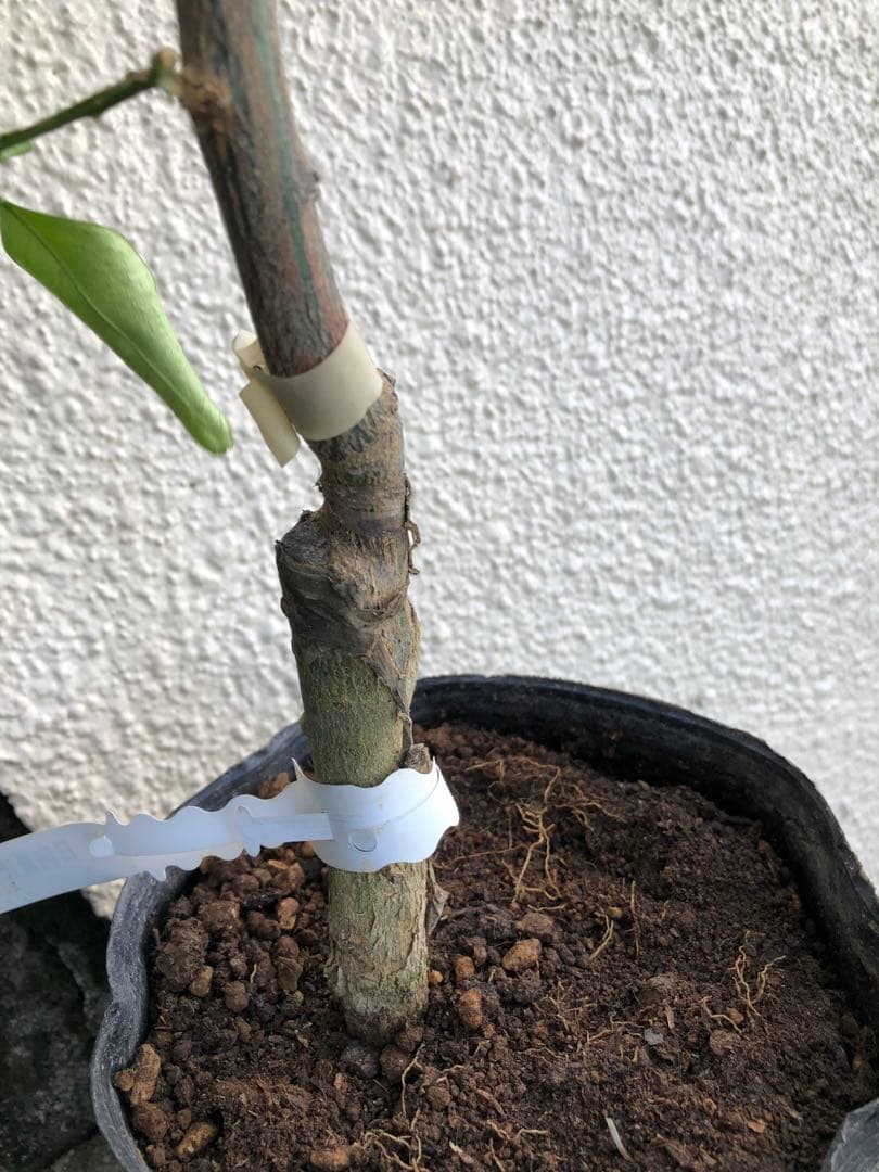 みかん 日向夏（ひゅうがなつ） ニューサマーオレンジ 接木苗木 果樹苗約100㌢