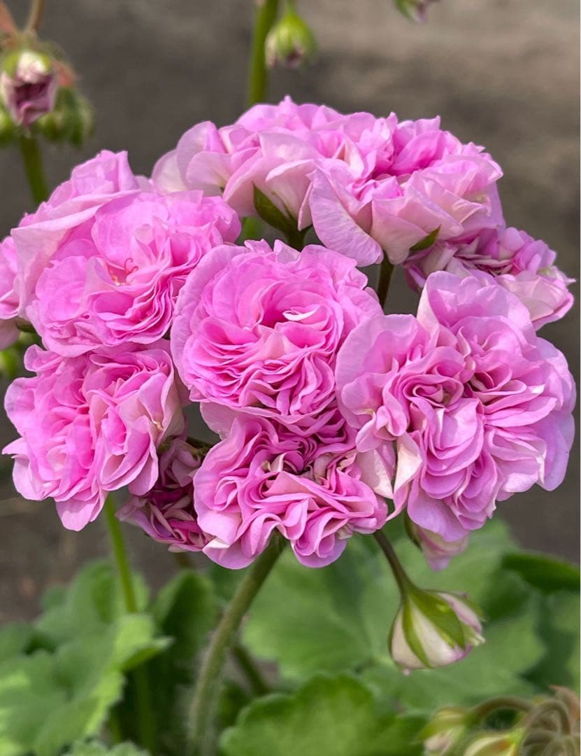 超レア新品珍しいゼラニウム苗