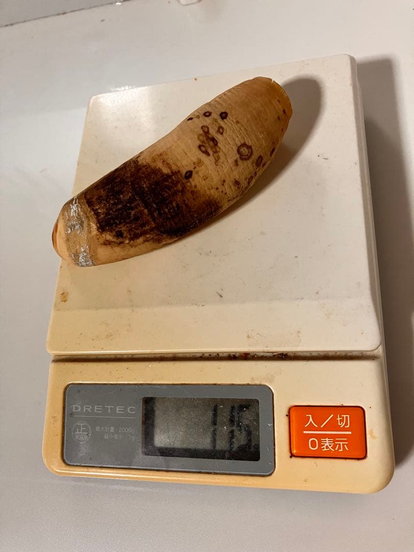 マッコウクジラ　歯　318g