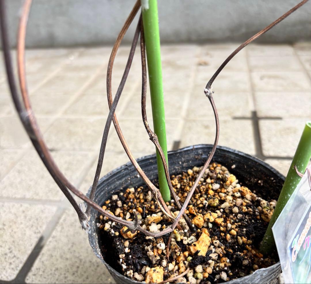 クレマチス　マクロペタラウェッセルトン　苗　プロペルティウス　‼️超レア品種‼️