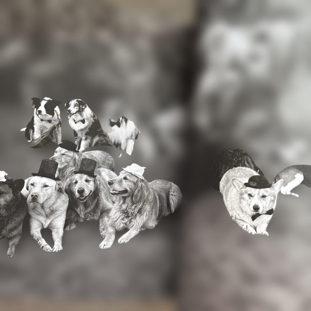 洋書 GOLDEN RETRIEVER PHOTOGRAPHIC SOCIEYT