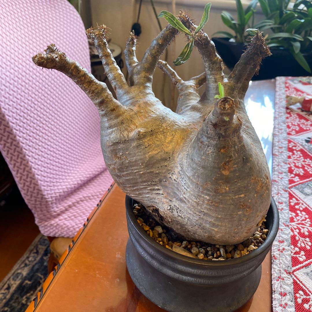 グラキリス大 重量級 現地球