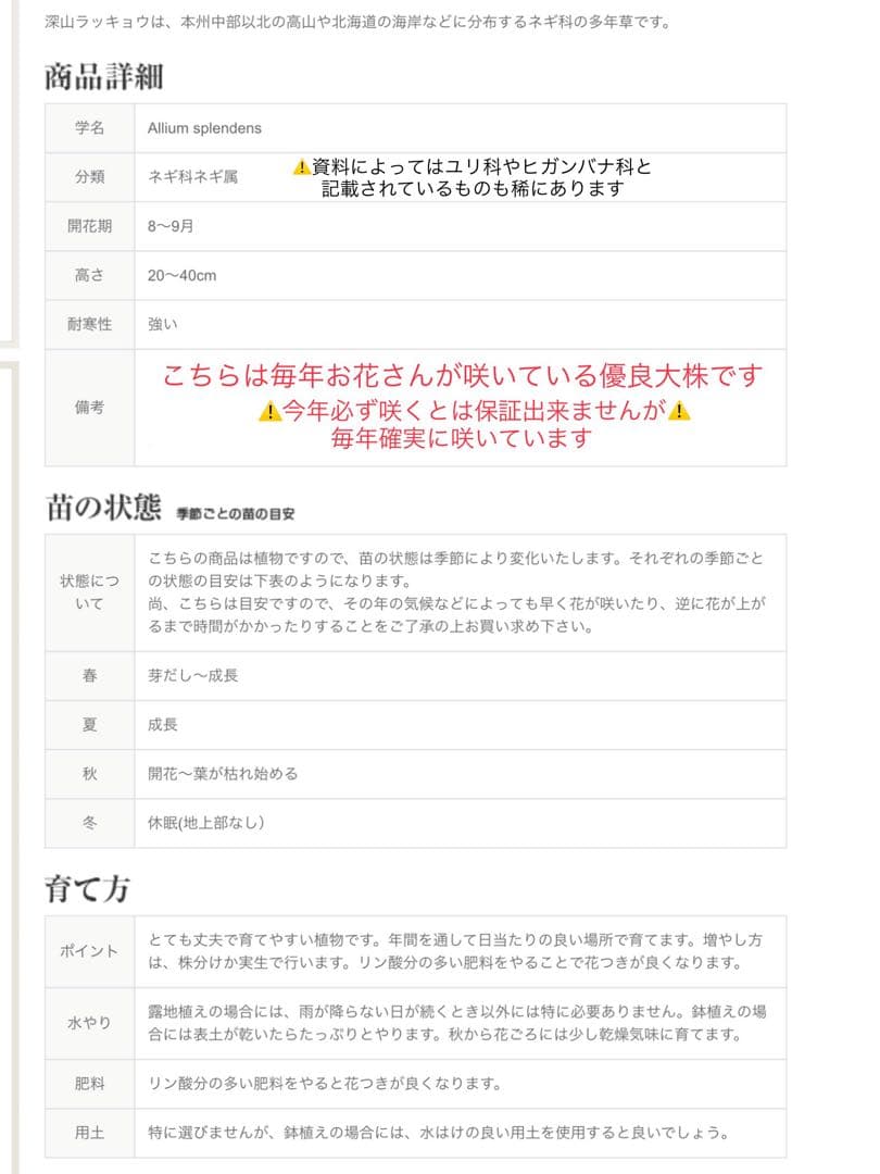 希少＊天然野生【ミヤマラッキョウ＊深山辣韮】大株＊抜き苗＊宅急便コンパクト発送