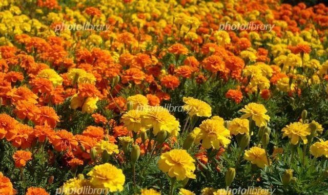 里芋の種、大量千粒＋マリーゴールド花種＋全国匿名送料無料です