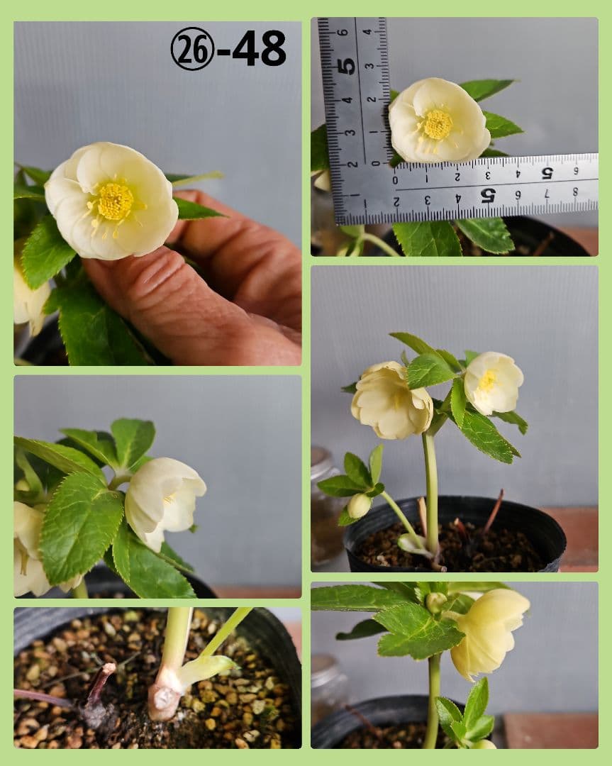 ぴくしー様ご購入苗✿㉖-29✿㉖-48㉖-407クリスマスローズ