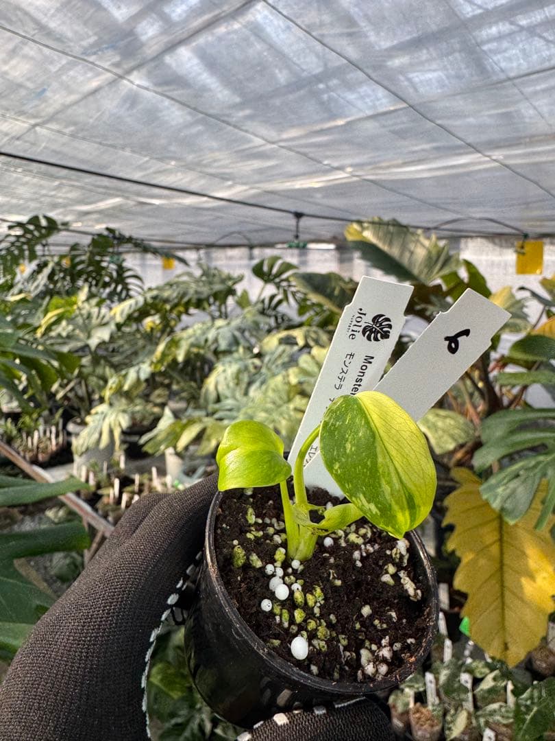 6 モンステラ　エレクトロライト　組織培養苗　順化済