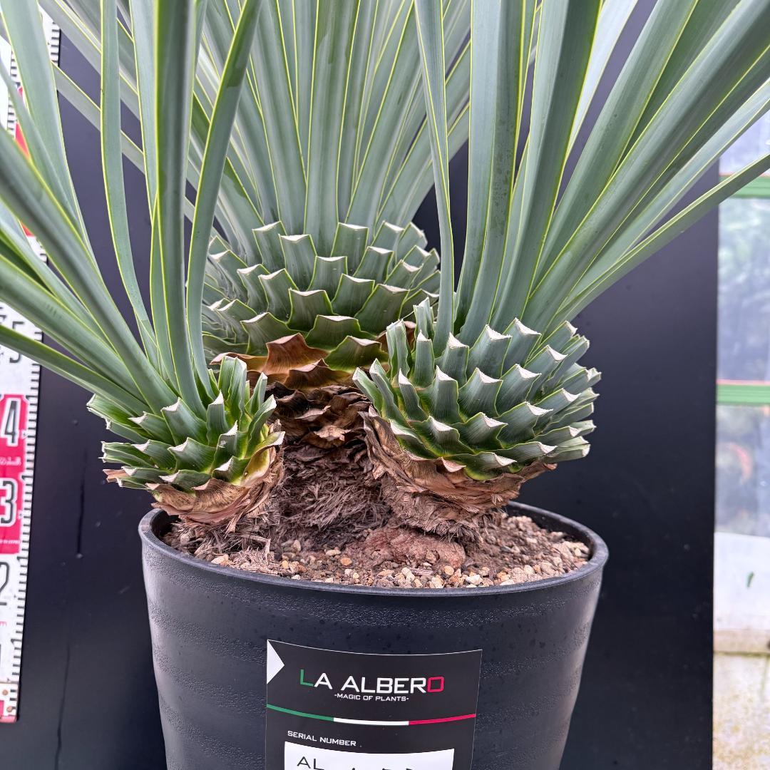 【AL1073】ユッカ　LA ALBERO　Ver.リギダ