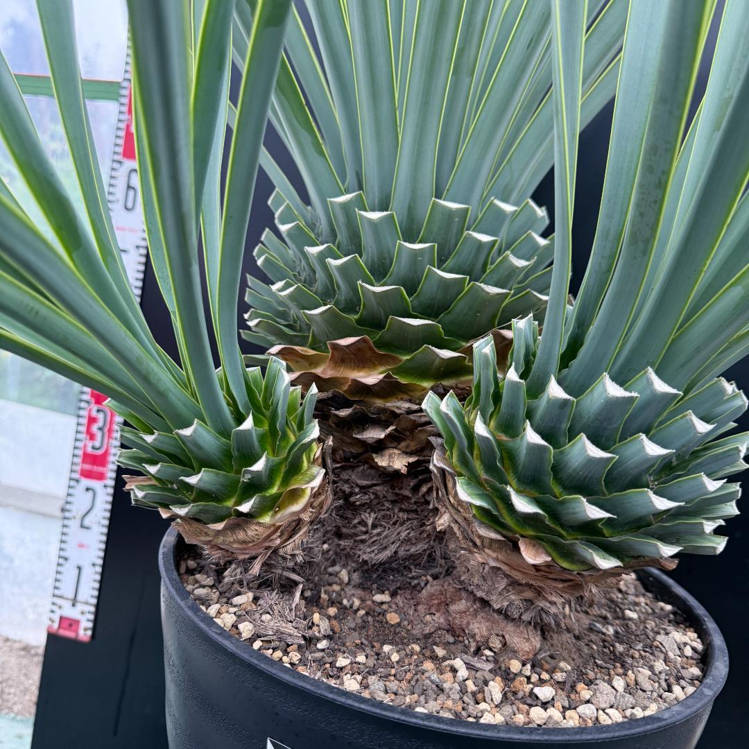 【AL1073】ユッカ　LA ALBERO　Ver.リギダ