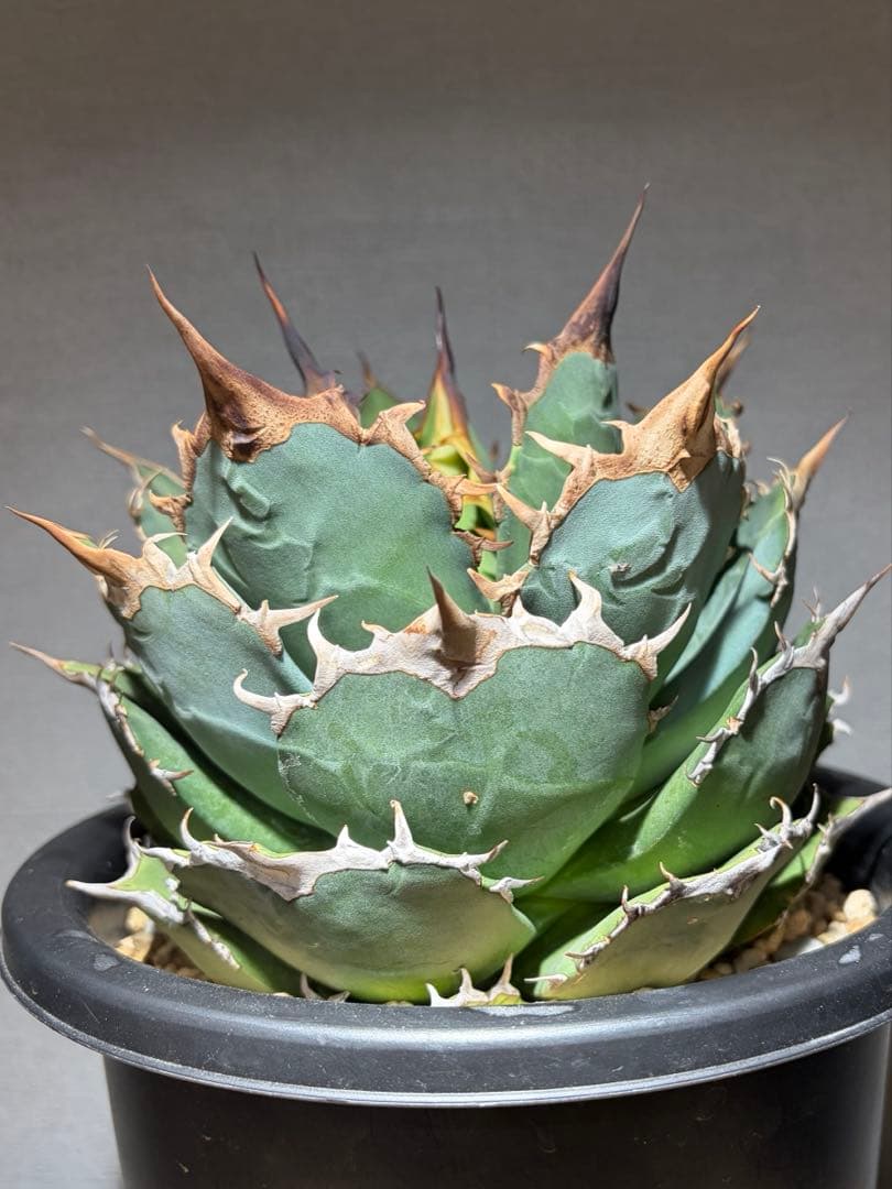 アガベ oaxaca 現地株 agave oteroi 現地球