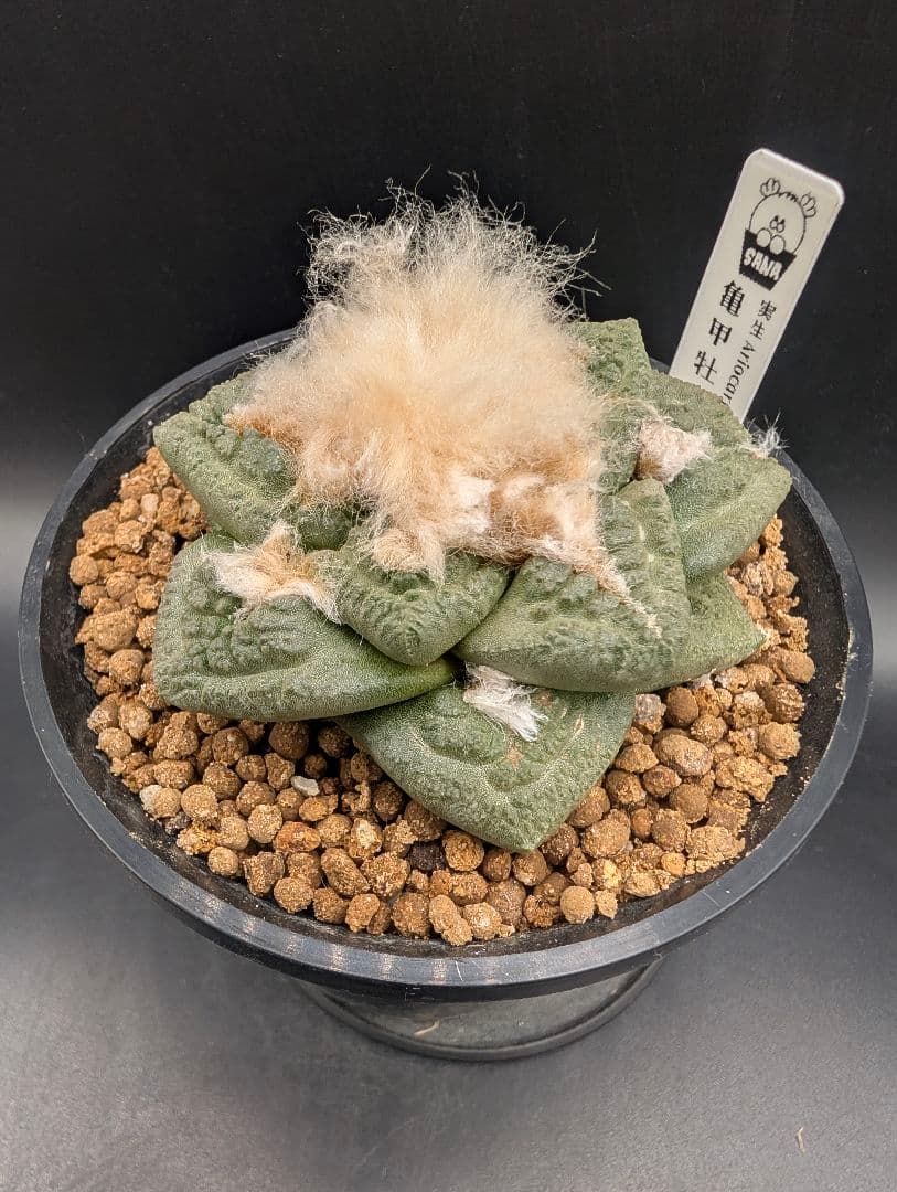 ね*こ様 亀甲牡丹(大疣タイプ) 実生 鉢植えメルカリ便送料込み