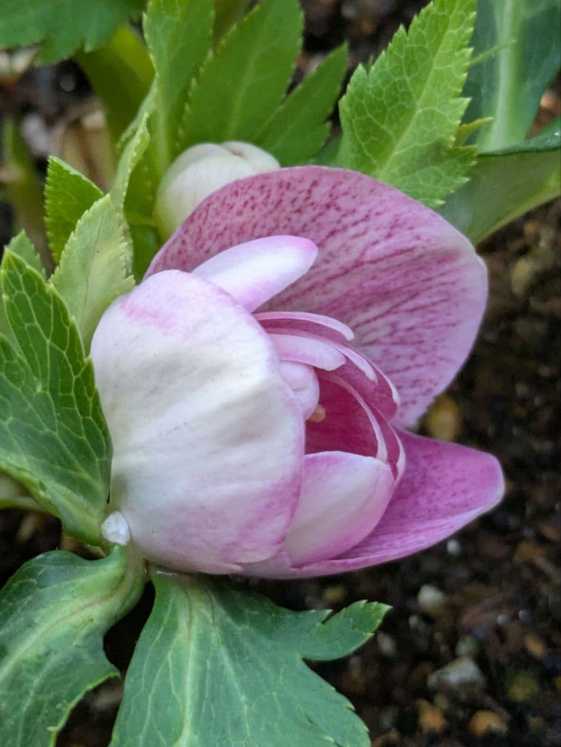 広瀬園芸 クリスマスローズ オーレア系ピンクグラデーション DDリバーシブル