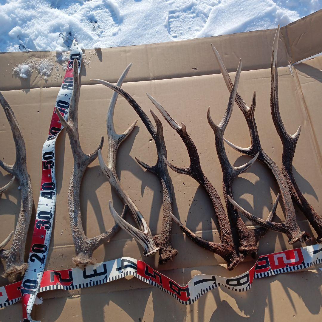 ク*ト様 天然蝦夷鹿の角 　犬のおもちゃ　 工芸品などにどうぞ　１１番