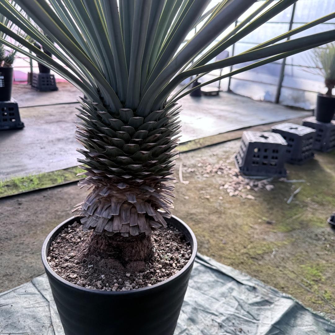 か*ず様 【AL1130】ユッカ　リギダ