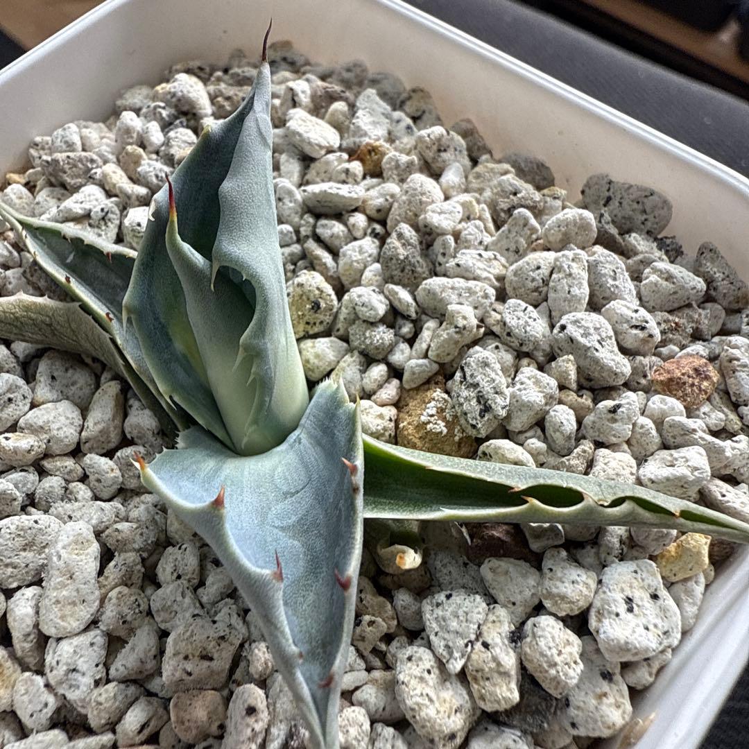 ひ*ろ様 アガベ　オバティフォリア　アウェイクニングエンジェル