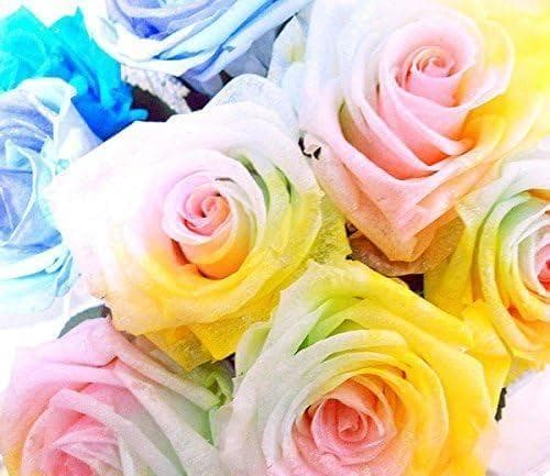 【高級プリザーブドフラワー】ケース入り パステルレインボーローズ×ブルーローズ